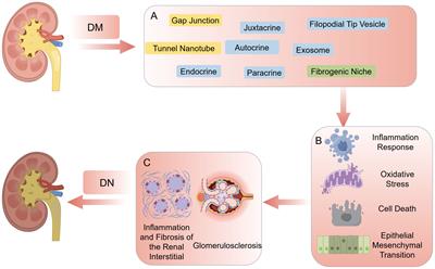 The role of intercellular communication in diabetic nephropathy